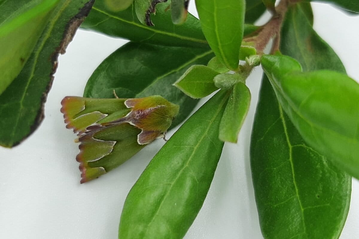 One of the specimens of Drepanogynis insciata photographed by Cameron Scott.