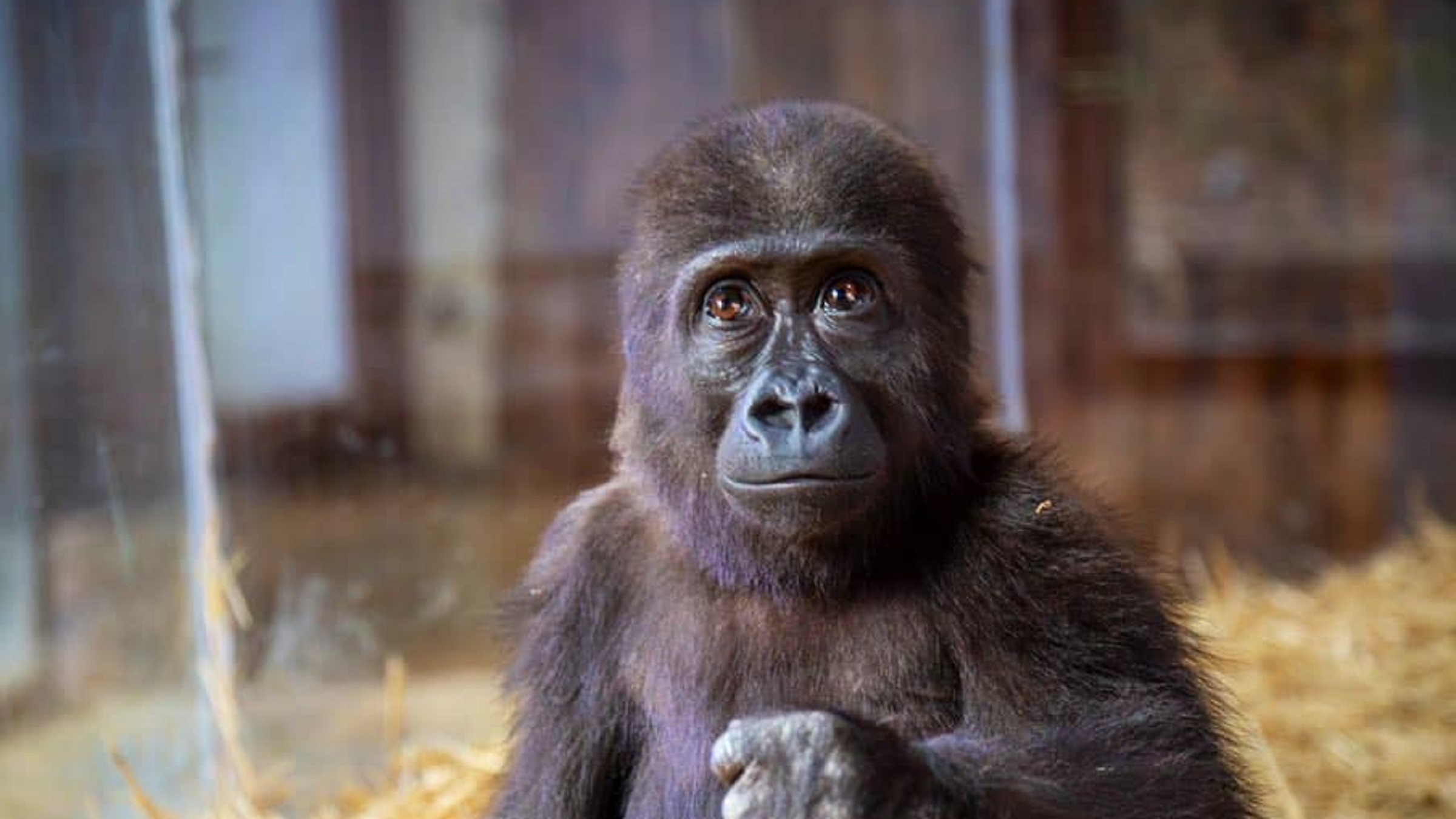 Baby gorilla seized from traffickers languishes in Turkish zoo