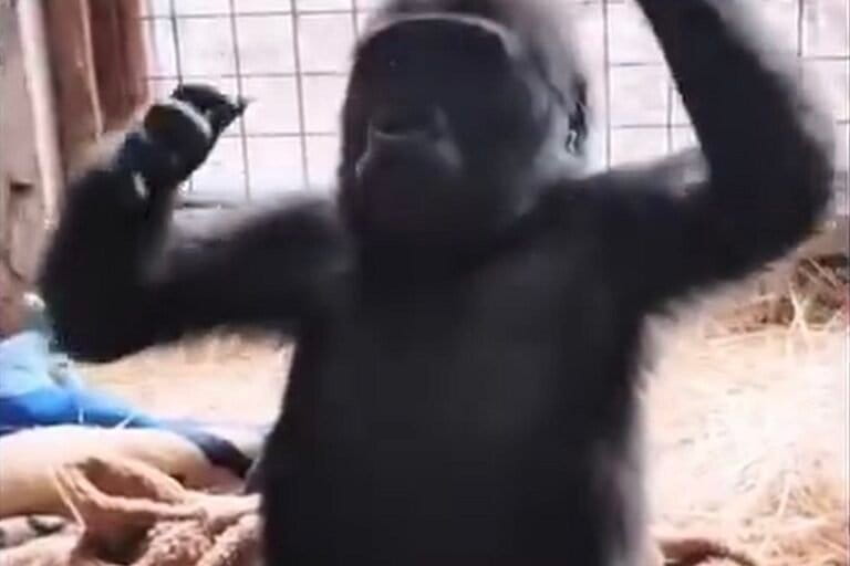 A screengrab of a reel posted by the Turkish Ministry on Facebook after Zeytin was rescued and rehabilitated in a zoo.