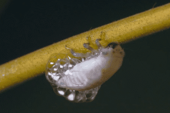 The bug that makes bubbles with its butt: Froghopper