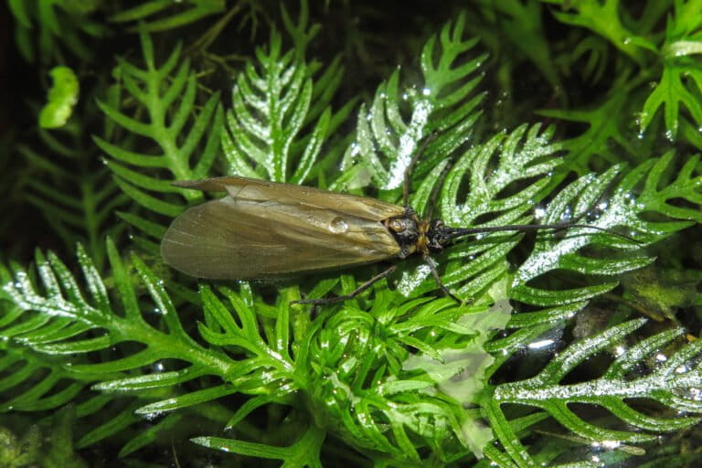 A caddisfly in the Oligotricha genus.