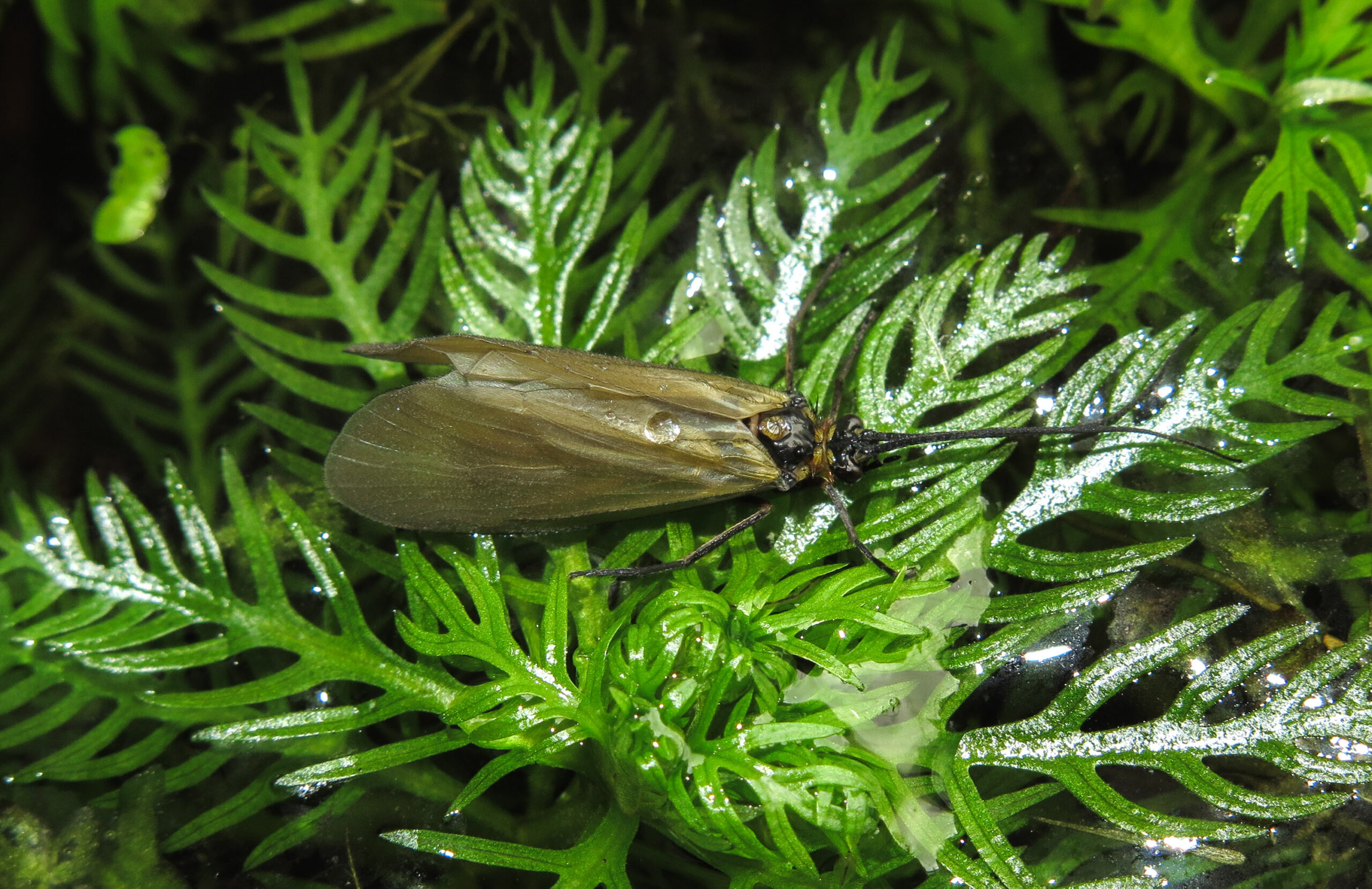 Insects are moving pharmaceutical pollutants from rivers to…