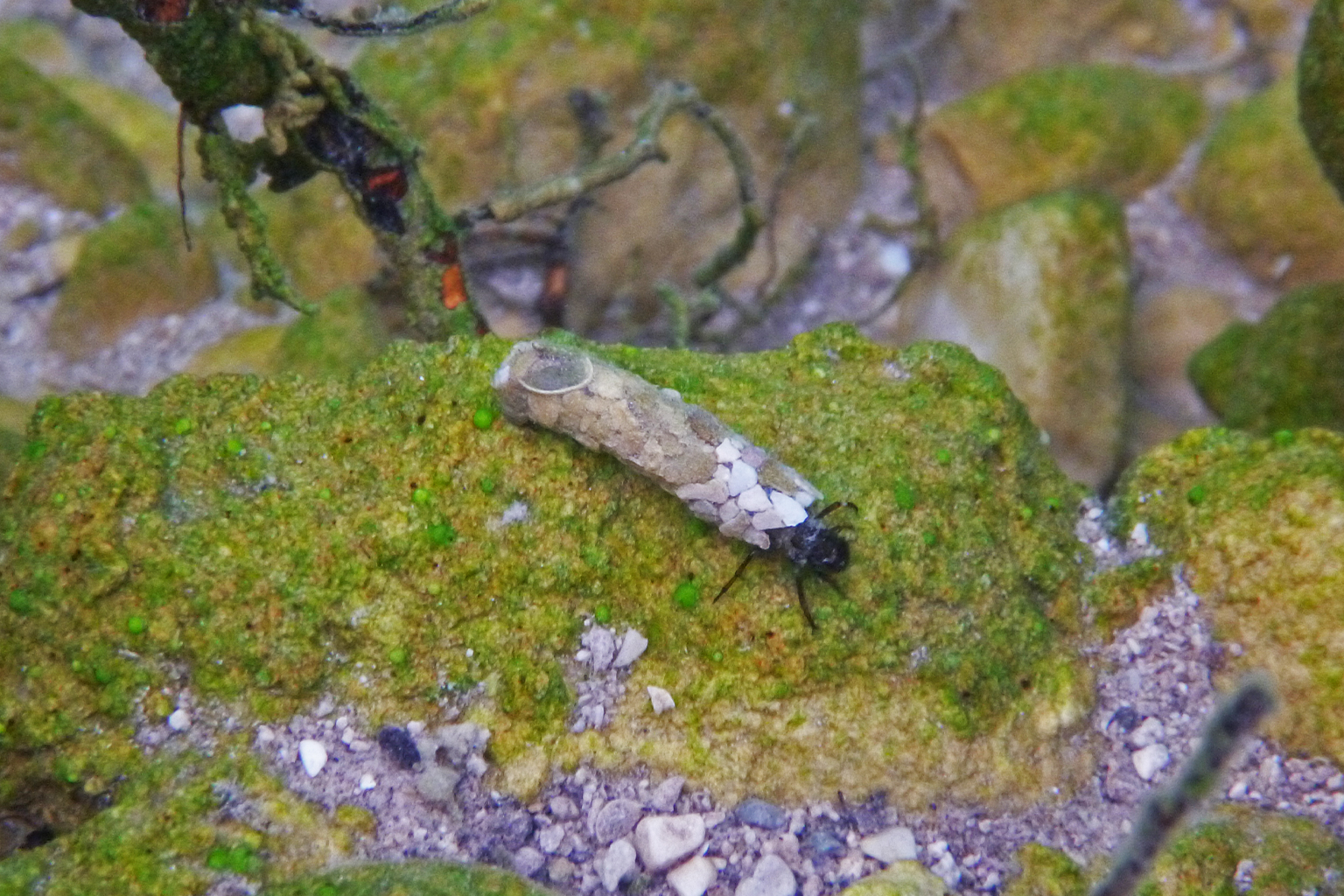 Insects are moving pharmaceutical pollutants from rivers to land; risks ...