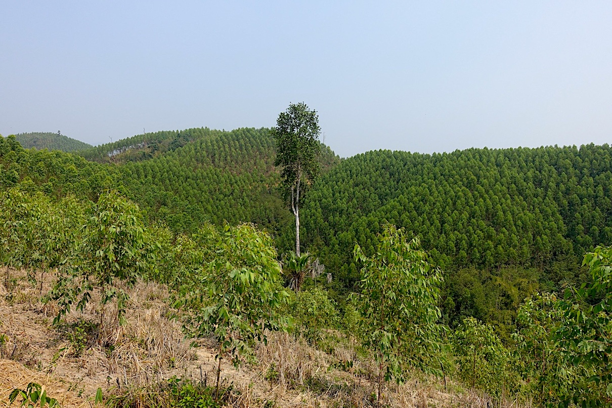 From land acquisitions to local ownership: Alternatives for carbon offsetting (commentary)