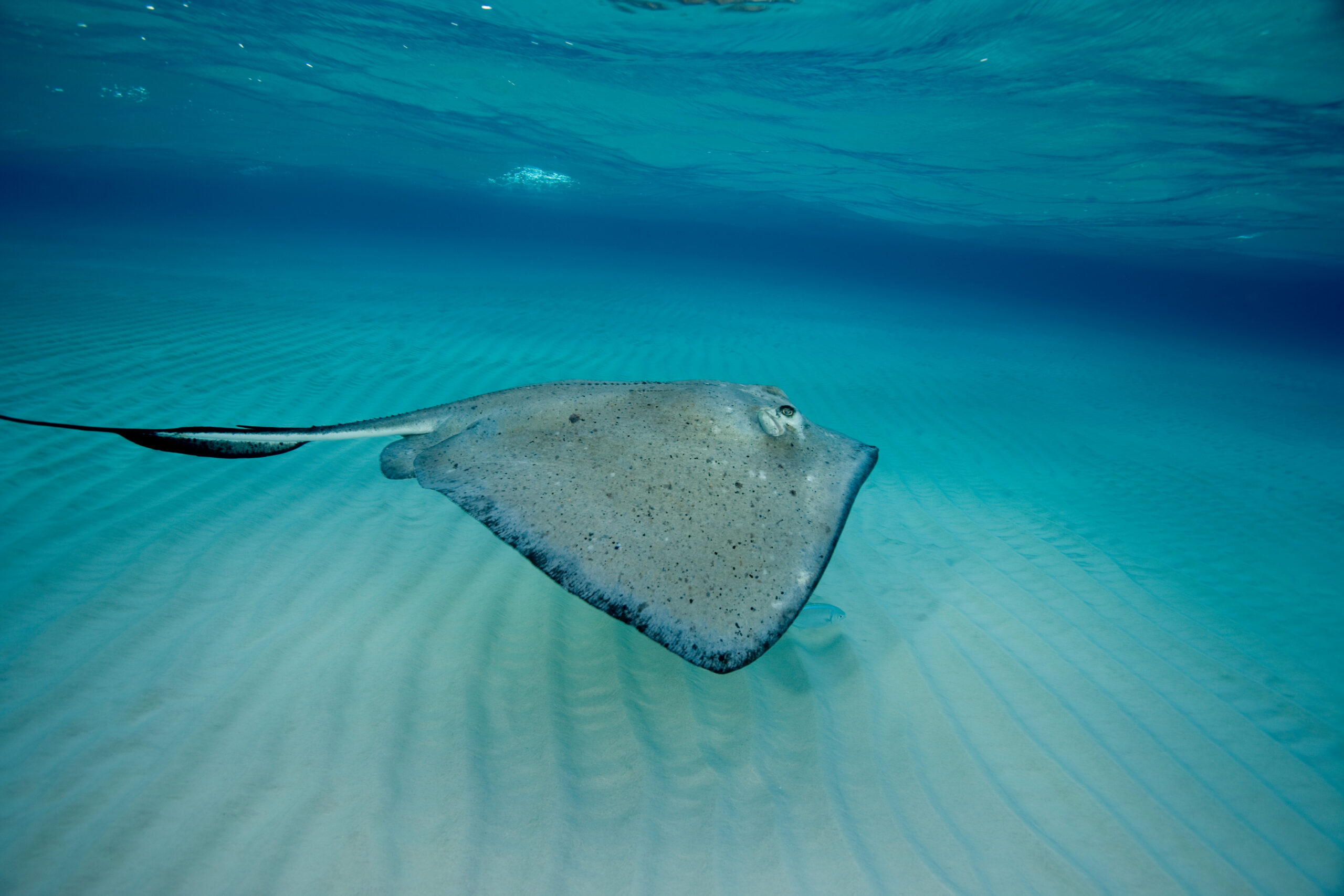 Snooping on stingrays