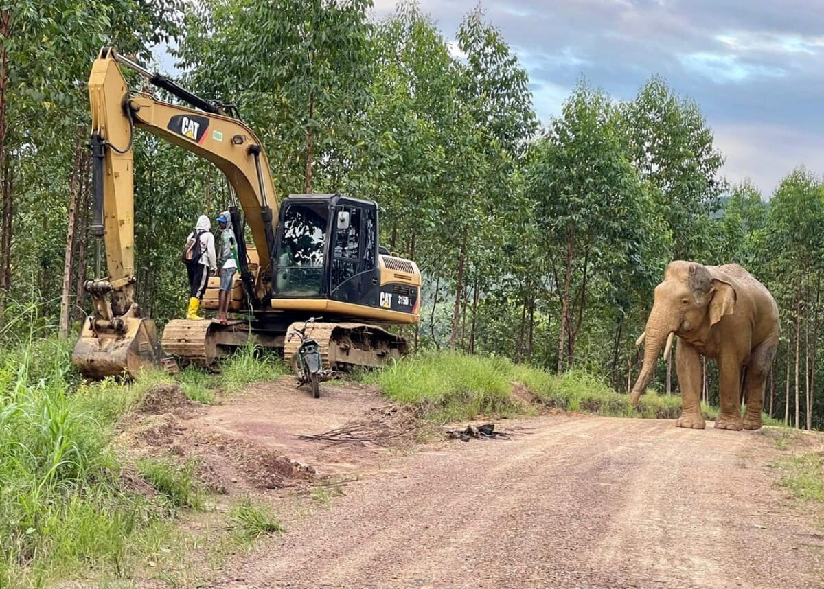 Bornean elephant on a road in a plantation in Sabah, Malaysia. Photo courtesy of Tabor.