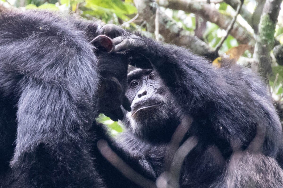 Chimps grooming in Kibale, Uganda. Courtesy of Tabor