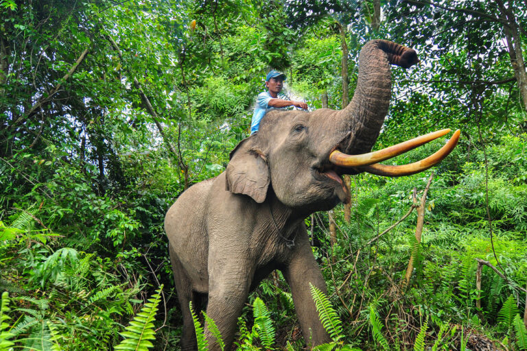 A domesticated Sumatran elephant with its mahout in Tesso Nilo National Park.