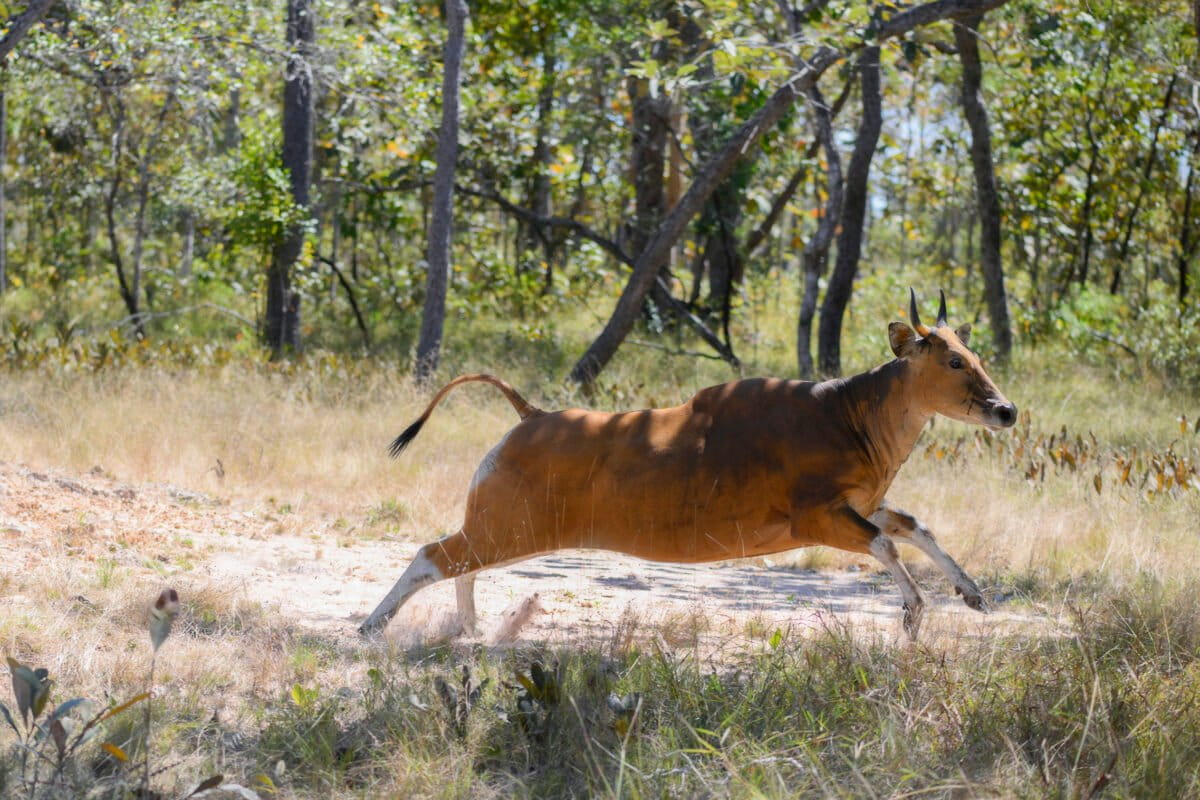 Helicopter translocation brings isolated banteng to safer grounds in Cambodia