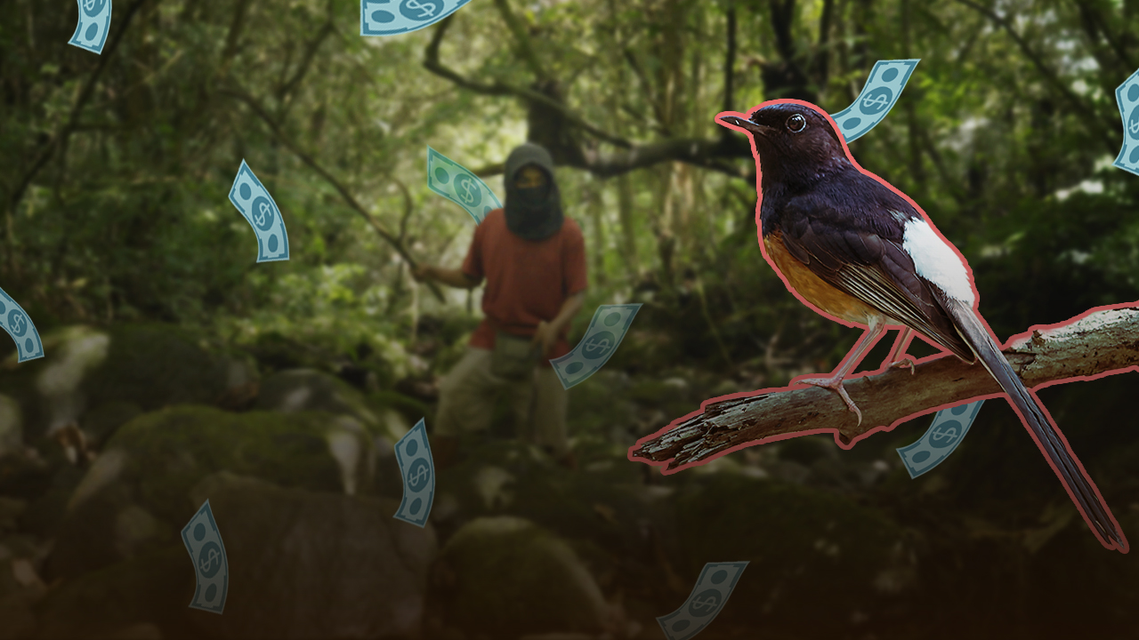 The most desirable songbird in Indonesia is disappearing from the wild | Wild Targets