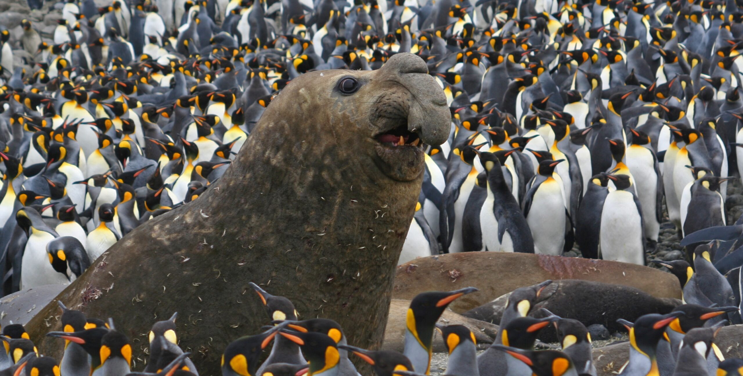 Southern elephant seals recover in Southern Africa, but global picture is mixed