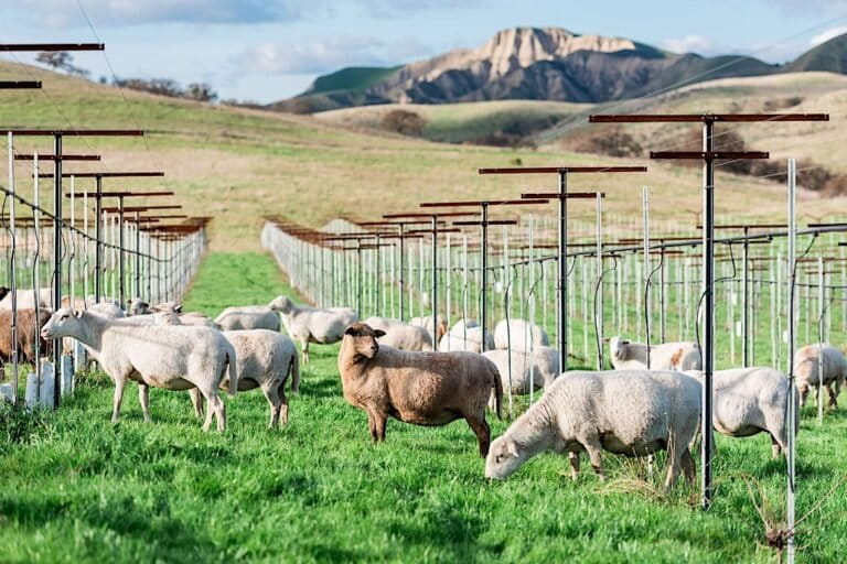 Sheep graze among the vineyard at Paicines Ranch. Image courtesy of Paicines Ranch.