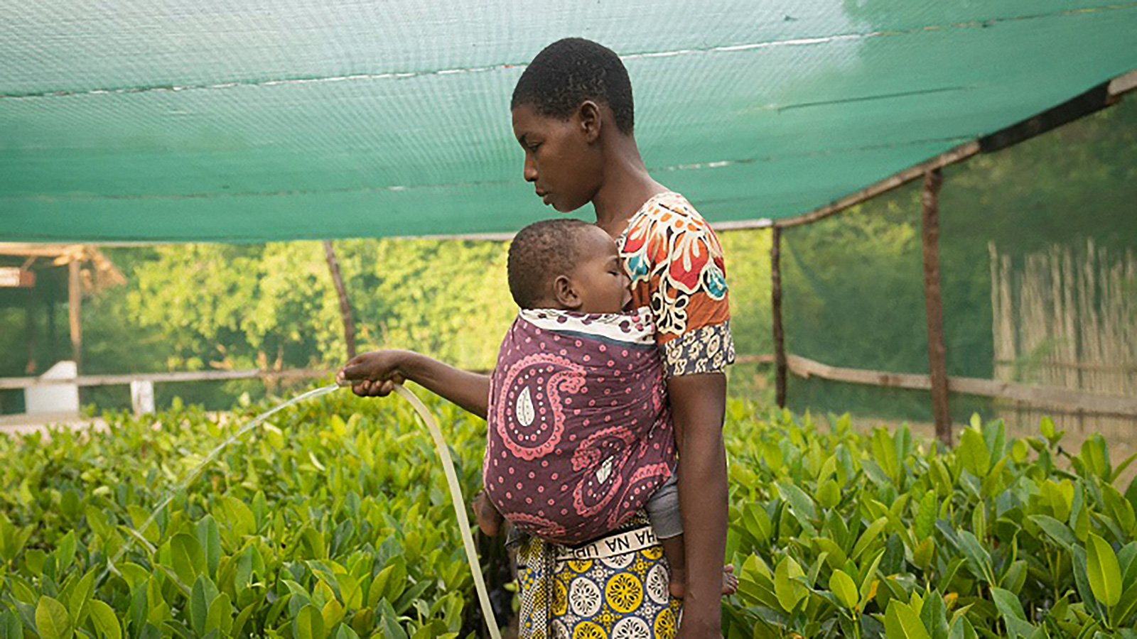 Why so many mangrove restoration projects fail