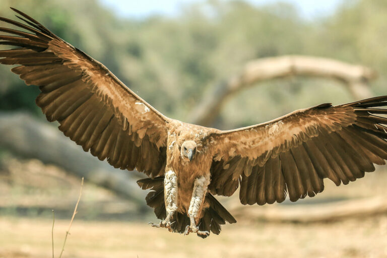 A white-backed vulture in Zimbabwe. Image by Chris Collyer/ Birdlife Zimbabwe.