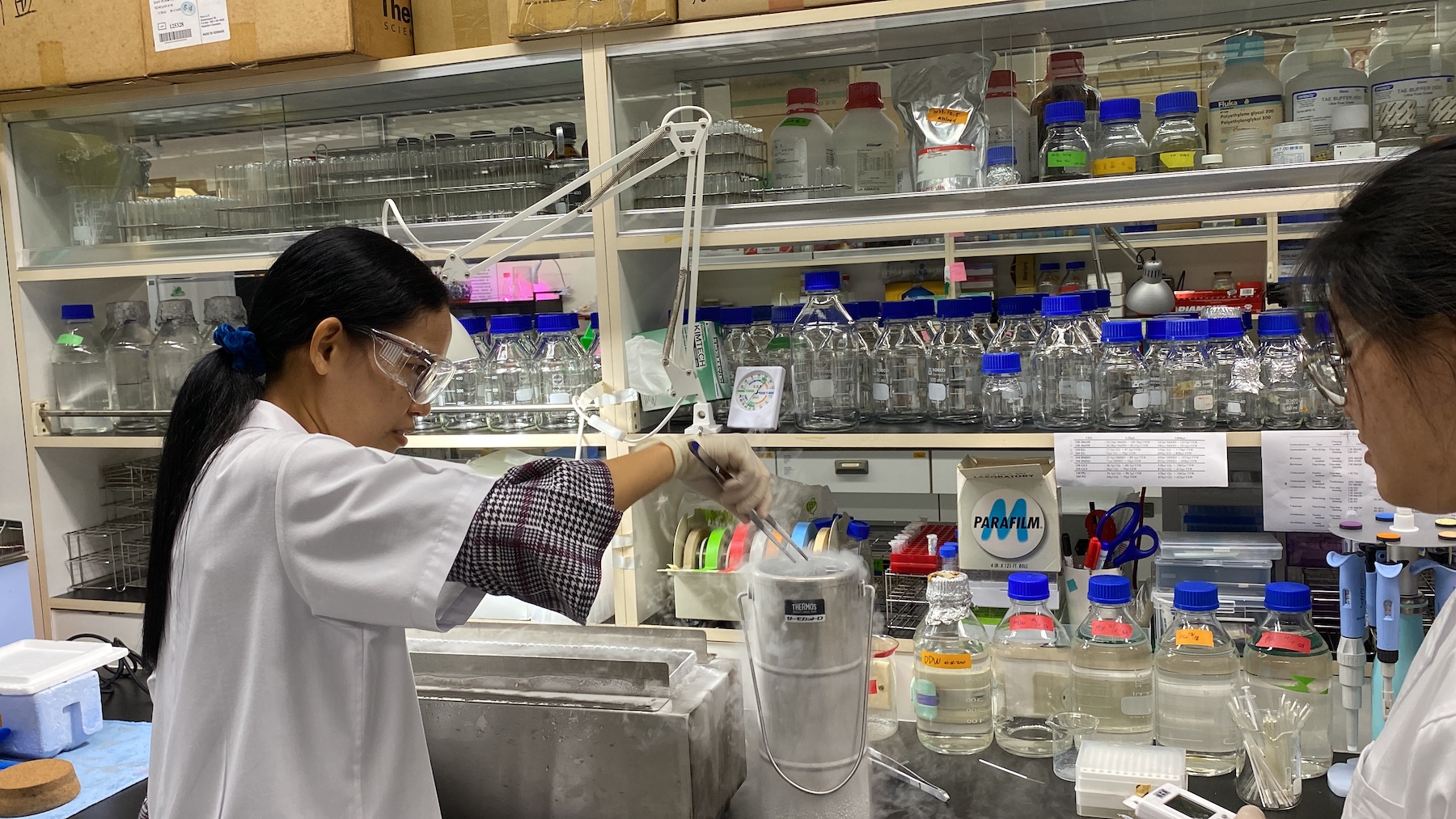 In Thailand, a coral cryobank tries to buy time for dying reefs