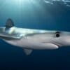 Blue shark.