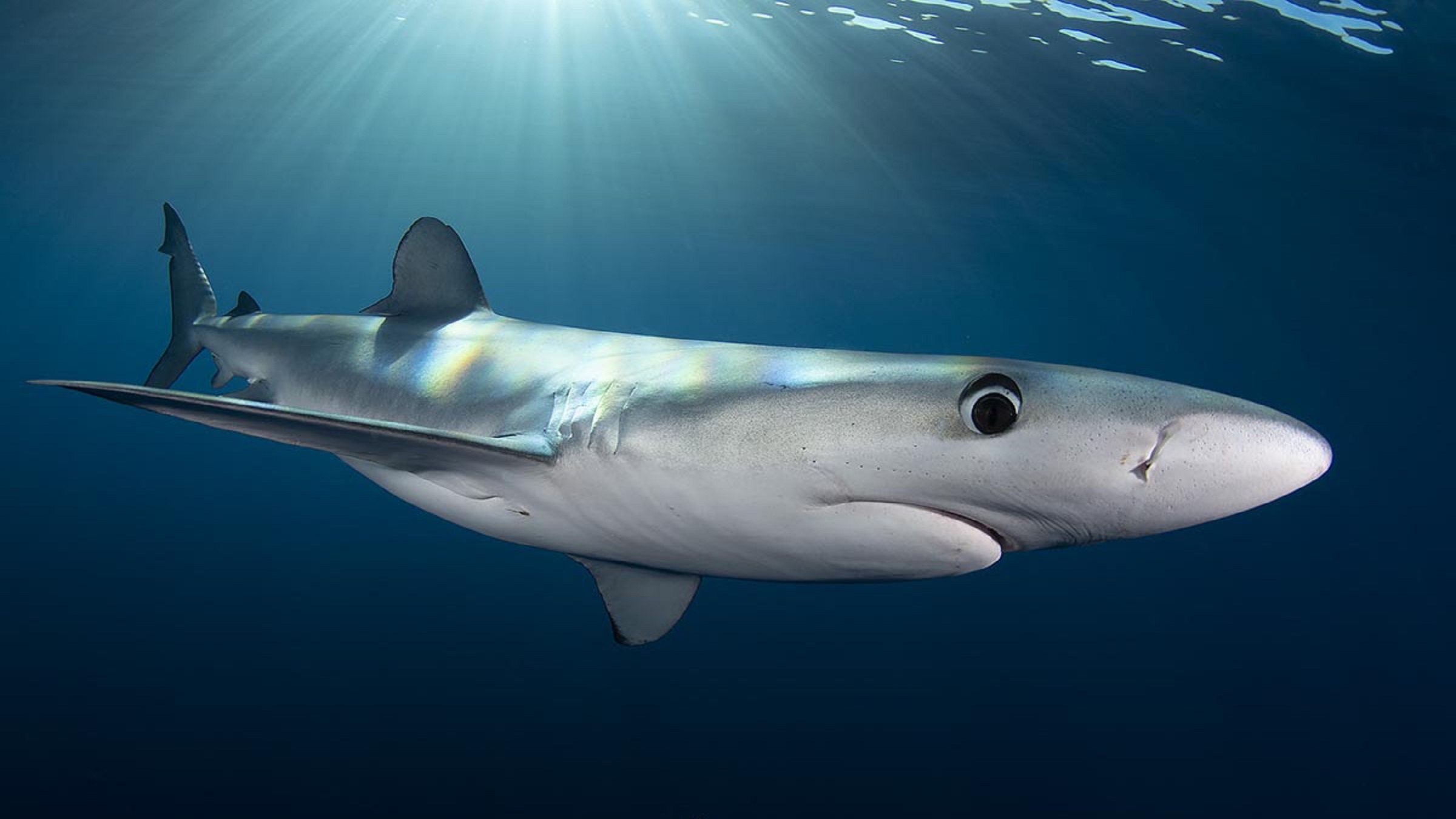 It’s electric: Scientists develop cheap way to keep sharks off fishing hooks