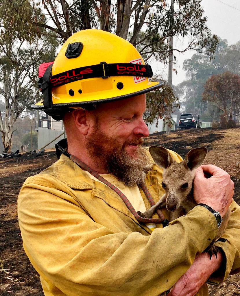 Dave Soldavini holds a baby kangaroo that was rescued from a wildfire in Cobrunga, Australia. Photo credit: Jeremy McMahon/USDAFS Bureau of Land Management via AP