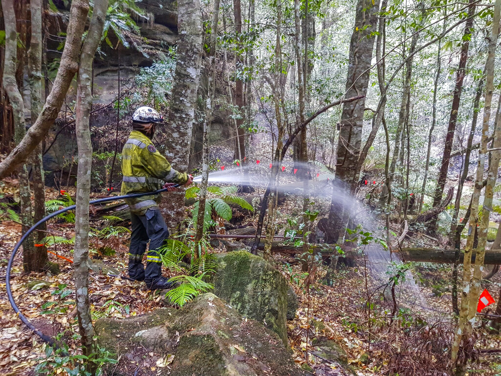 NSW National Parks and Wildlife Service personnel use fire hoses to dampen the forest floor near Wollemi pine trees in the Wollemi National Park, New South Wales, Australia in January 2020. Photo credit: NSW National Parks and Wildfire Service via AP