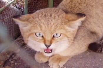 A captive sand cat in Nushi, Pakistan. Illegal trade is occurring amid a paucity of information about population sizes of small cat populations, says Sheikh. “It's going under the radar to a big extent, and hardly anything is being done to actively stop it or to mitigate this threat.”