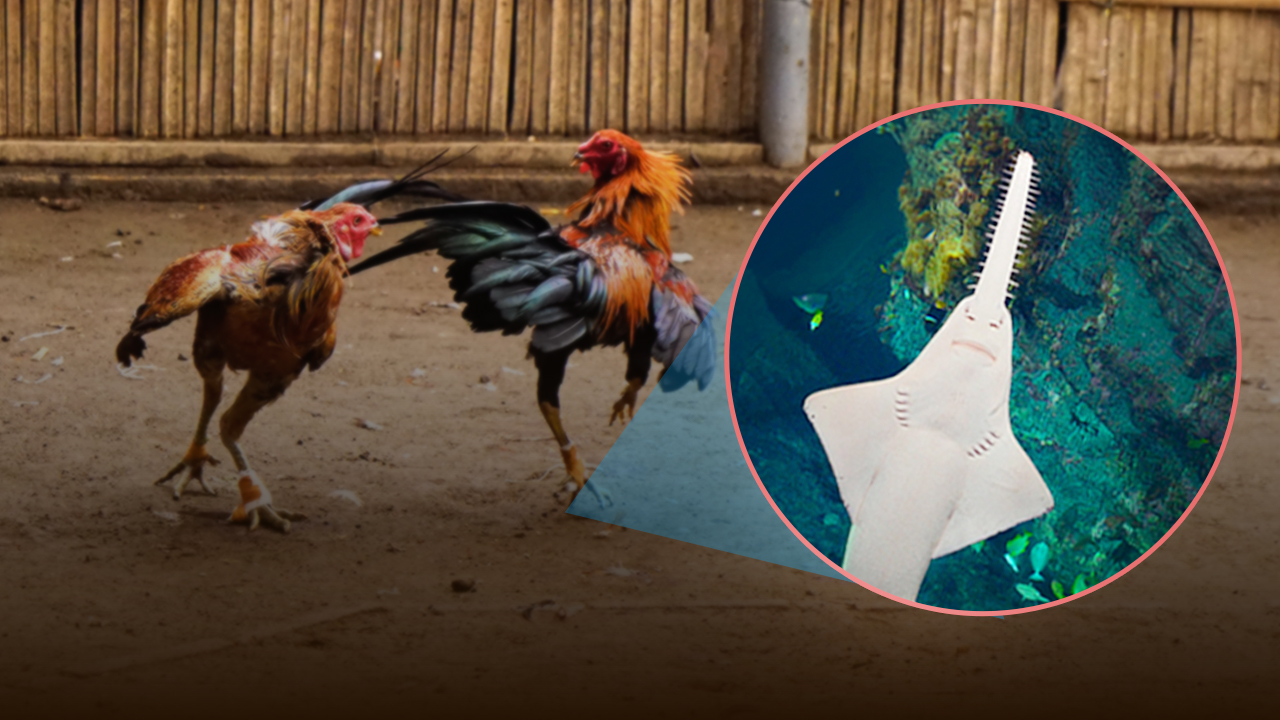 Why is cockfighting a risk to Peru’s rarest fish?