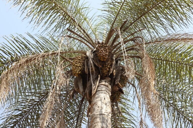 Fruit bunches of macauba, a native palm of Brazil. Its fruits are rich in oil that is appreciated by wildlife and potentially a highly lucrative commodity. Image by Timothy J. Killeen in Patos de Minas, Brazil.