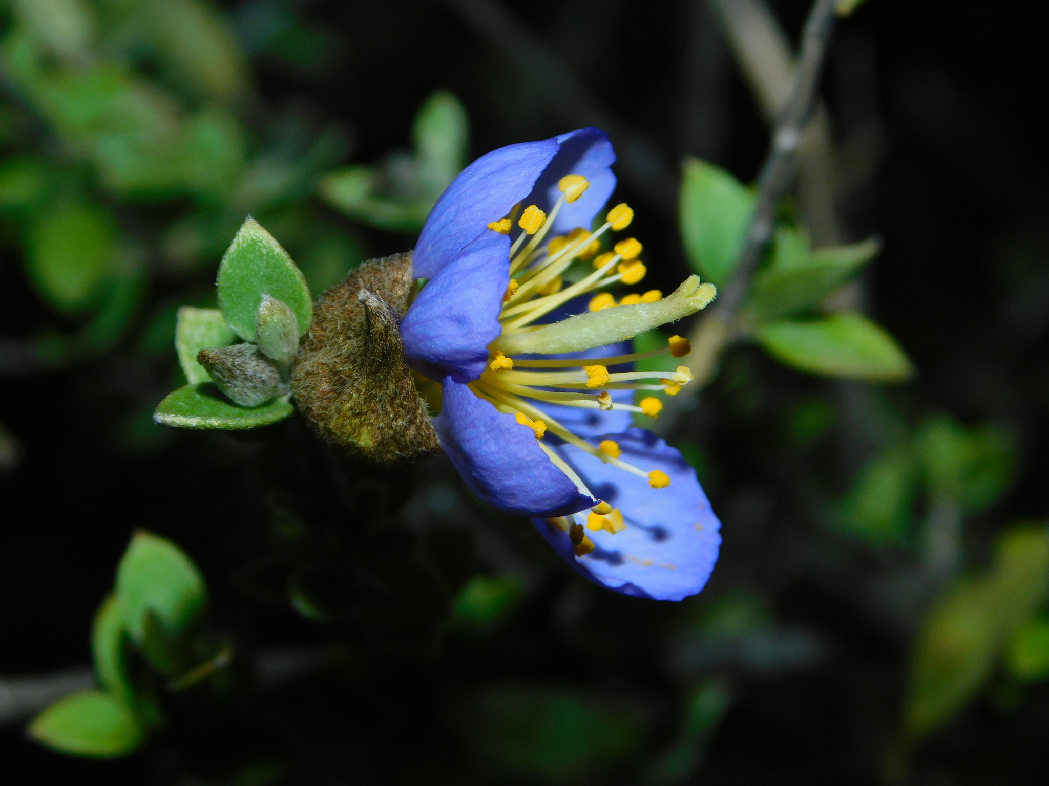 Setchellanthus caeruleus, a shrub that lives only in Mexico.
