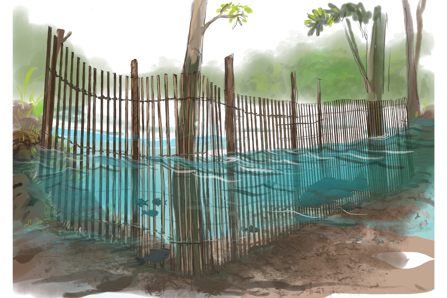 A traditional fishing trap, the kakurí, or kobobÿ. Illustration by Sao Sreymao.