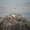 A vulture nesting colony on Ngethelewan, an inselberg located on the Boma plateau, in South Sudan.