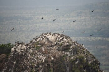 A vulture nesting colony on Ngethelewan, an inselberg located on the Boma plateau, in South Sudan.