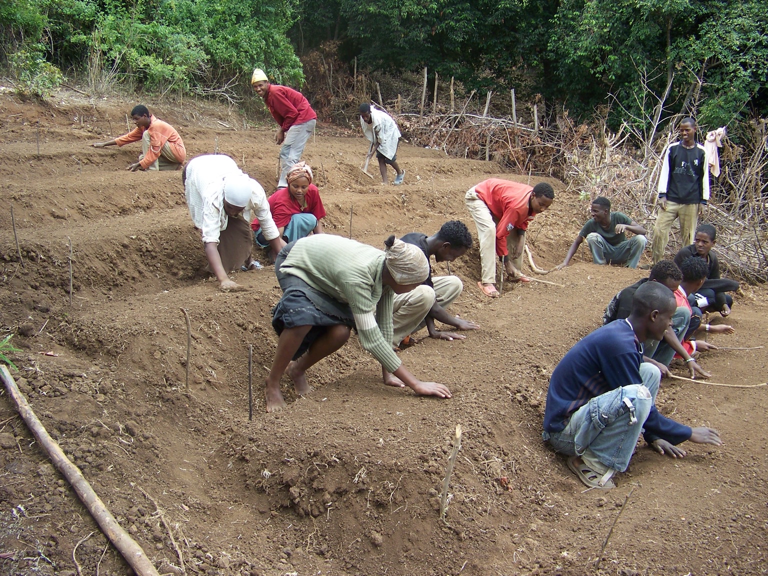 Agroforestry in Ethiopia. Image by Trees ForTheFuture via Flickr (CC BY 2.0).