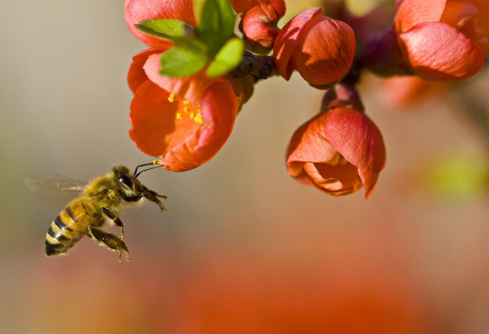 A new study has found that the toxicity of pesticides applied to pollinating insects such as honeybees is increasing. 
