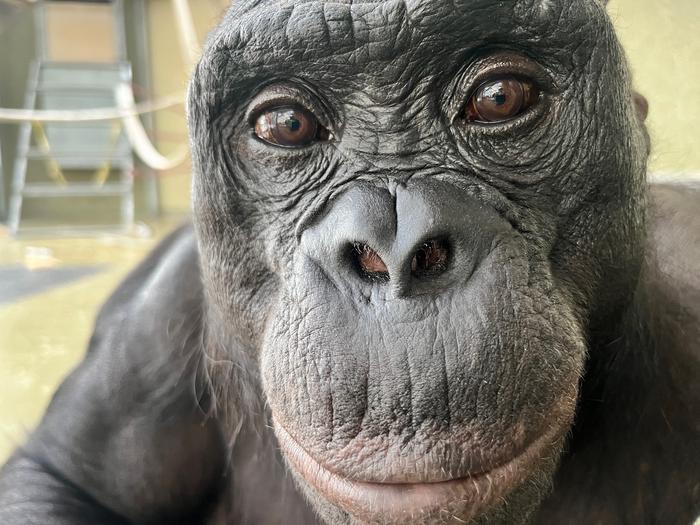 A bonobo named Kanzi could play pretend, challenging ideas&hellip;
