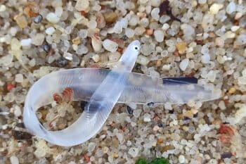 Every year, up to 100 tonnes of glass eels, worth €2.5-3 billion, are smuggled out of Europe.