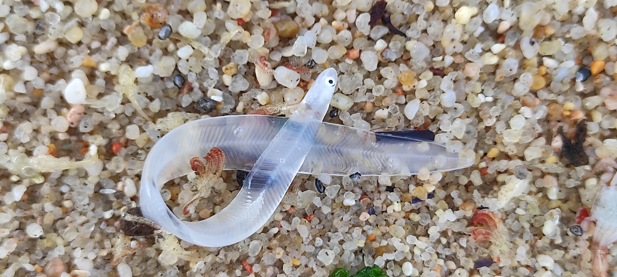 Eight arrested as Europe cracks down on lucrative eel&hellip;