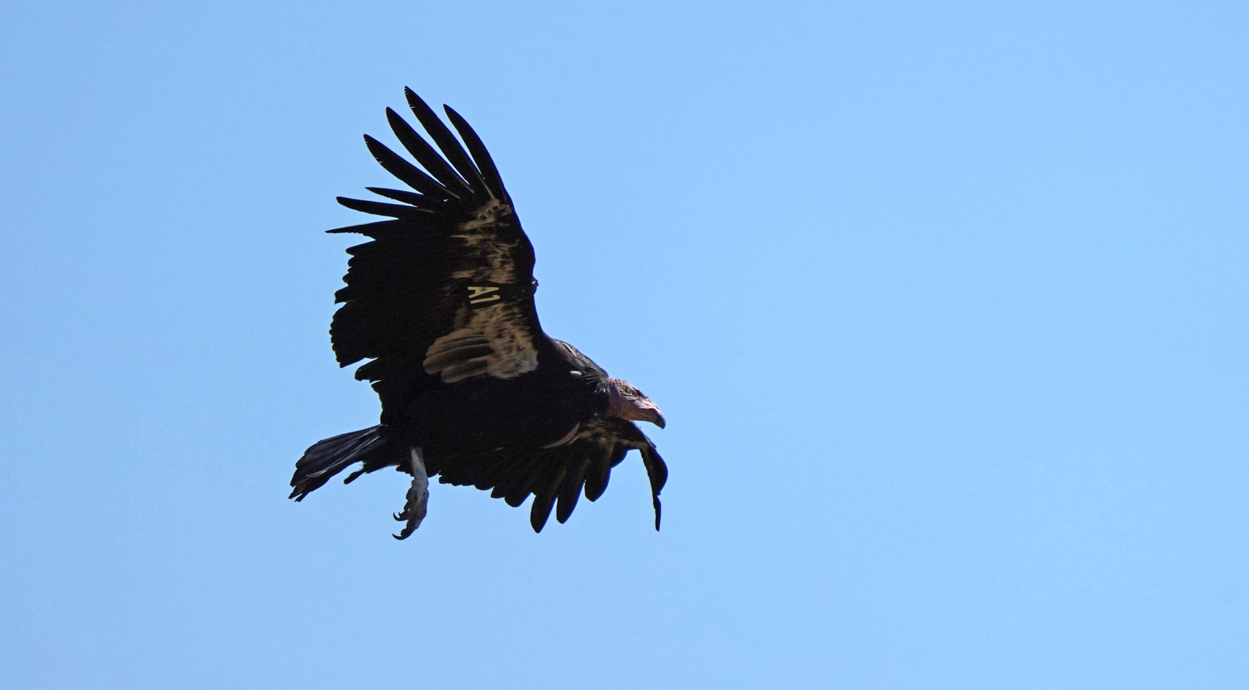 California condors nesting in Pacific Northwest for first time in a century, on Yurok territory