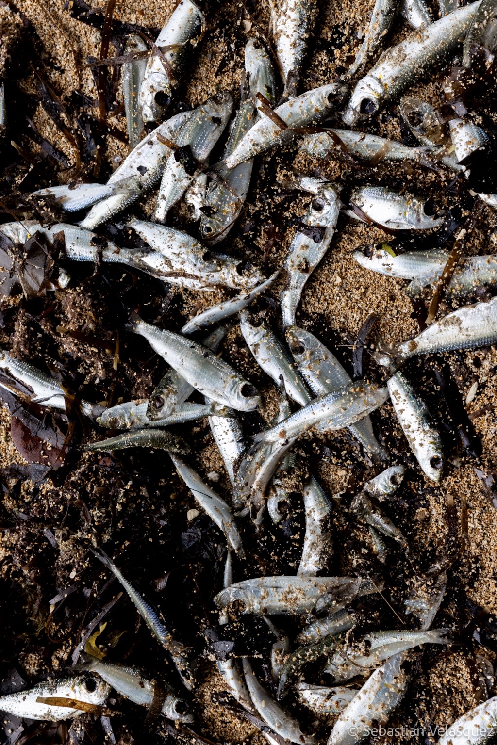 Community members have reported a rise in the number of dead fish found along the coast. Image ©Sebastian Velasquez.