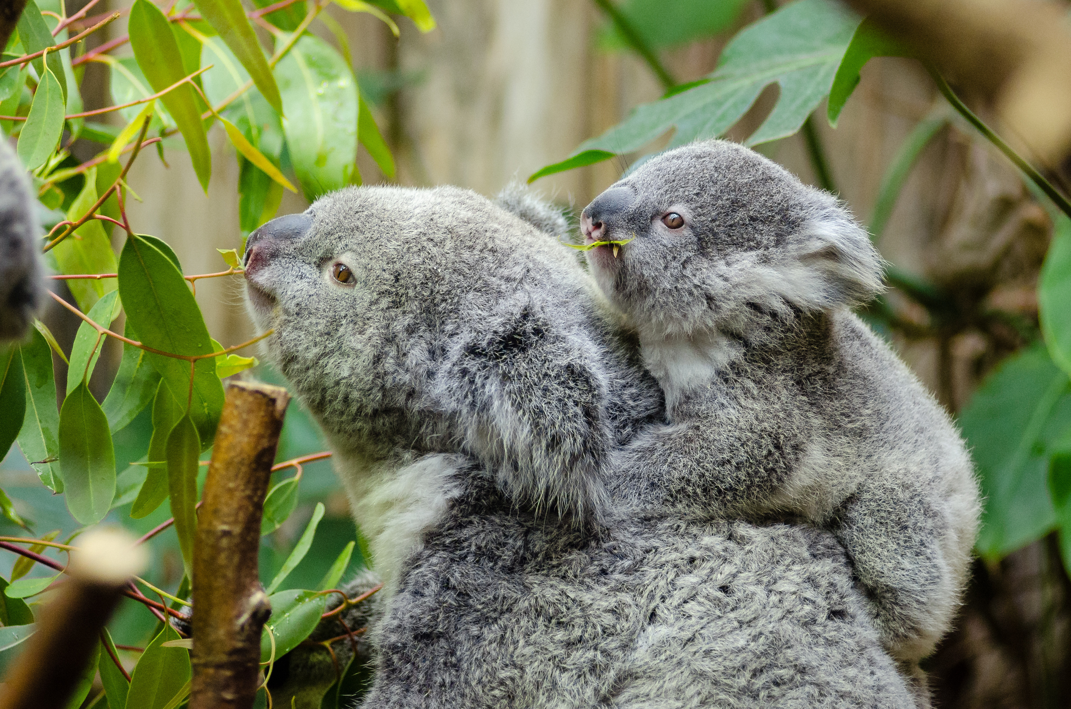 Poop pills and gut microbes: Wildlife microbiome studies aid conservation