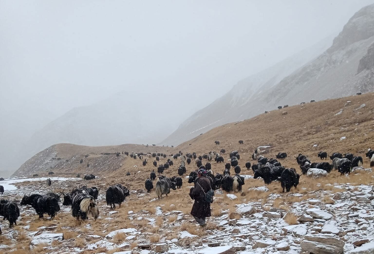 Domestic yaks near the Dolpo-China border. Image by Youngdung Jhama Lama.