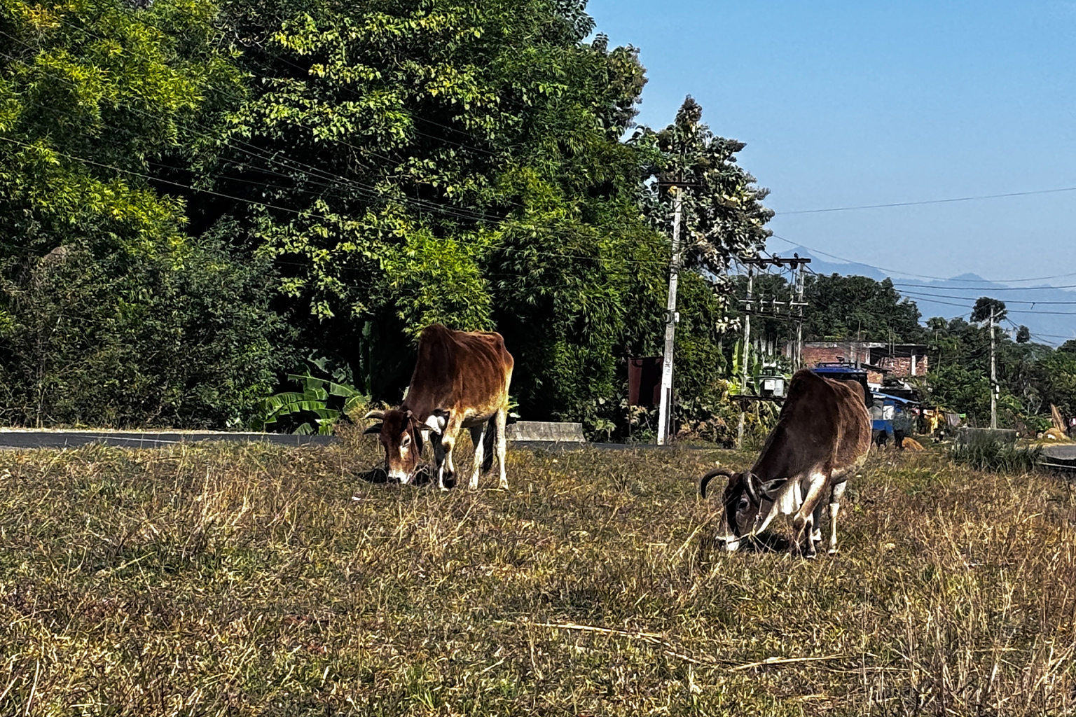 Catlle grazing in a buffer zone. Image by Abhaya Raj Joshi/Mongabay.