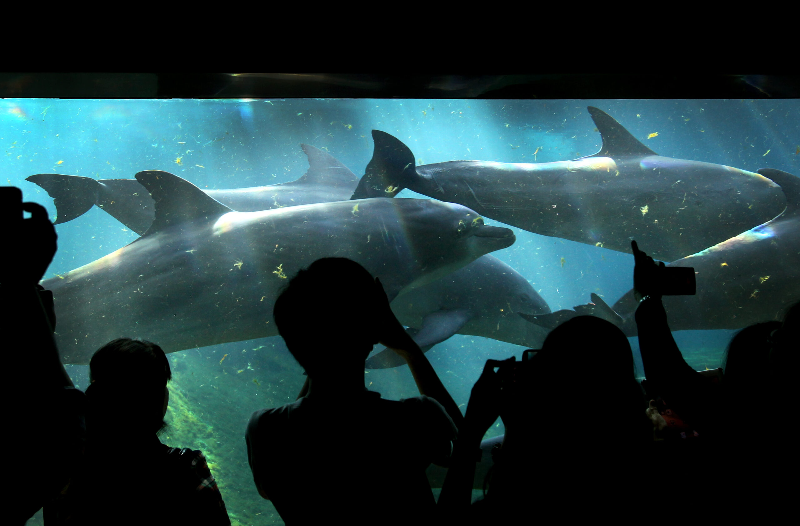 Singapore resort said to halt controversial dolphin sourcing, breeding