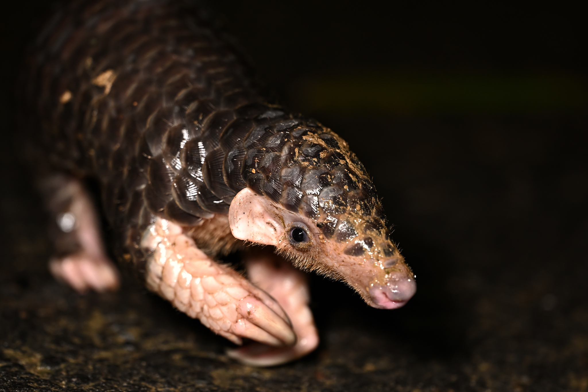 Asia now hub of growing illegal wildlife trade across 100+ countries, study shows