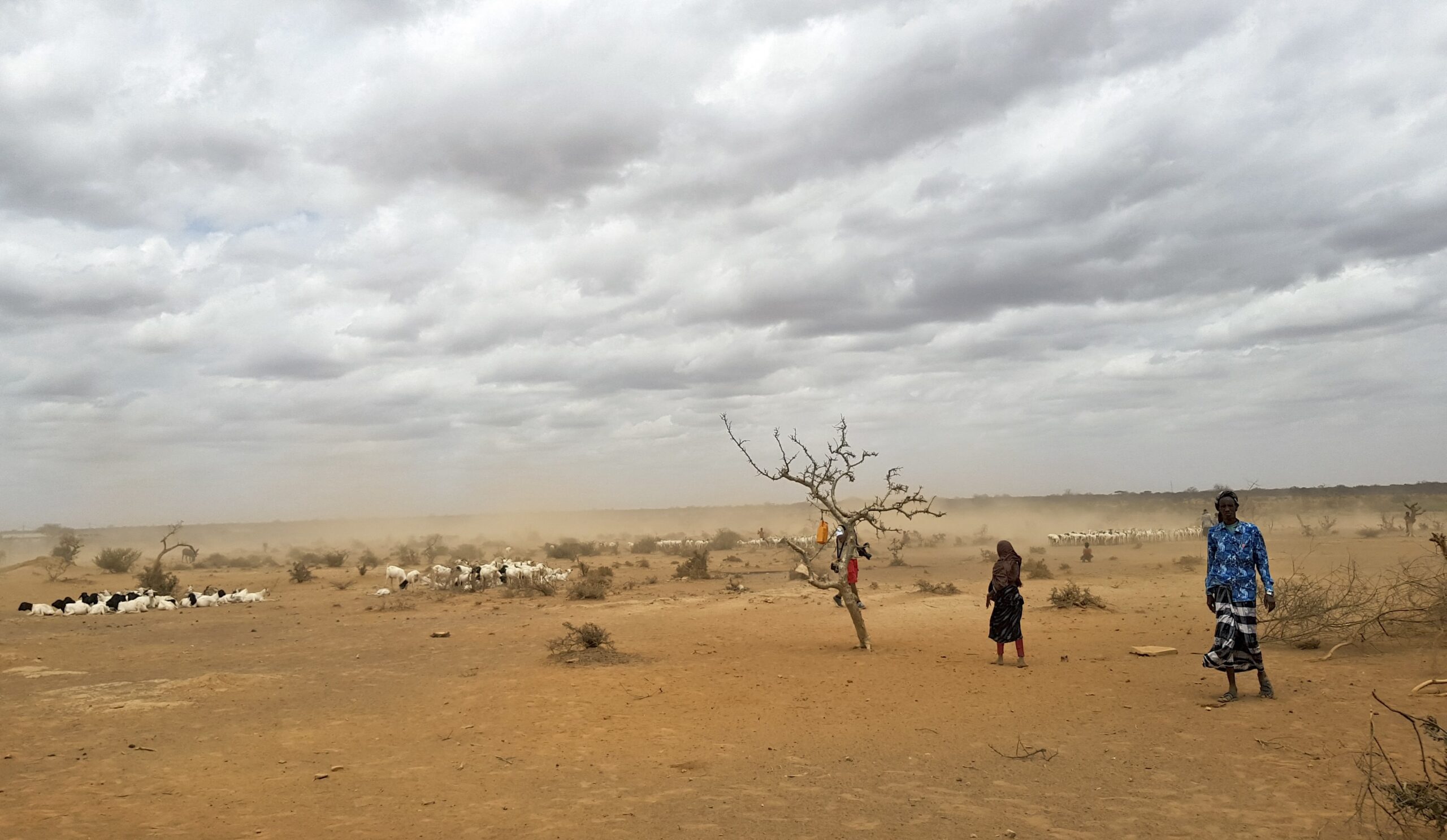 In this photo taken Sunday, Sept. 3, 2017, dust clouds blow across the parched landscape in the Danan district of the Somali region of Ethiopia, which hasn't seen significant amounts of rain in the past three years. Despite economic growth in the past decade that has made Ethiopia one of Africa's fastest-developing countries, rural areas are suffering as the nation faces its worst drought in years. Image by AP Photo/Elias Meseret.
