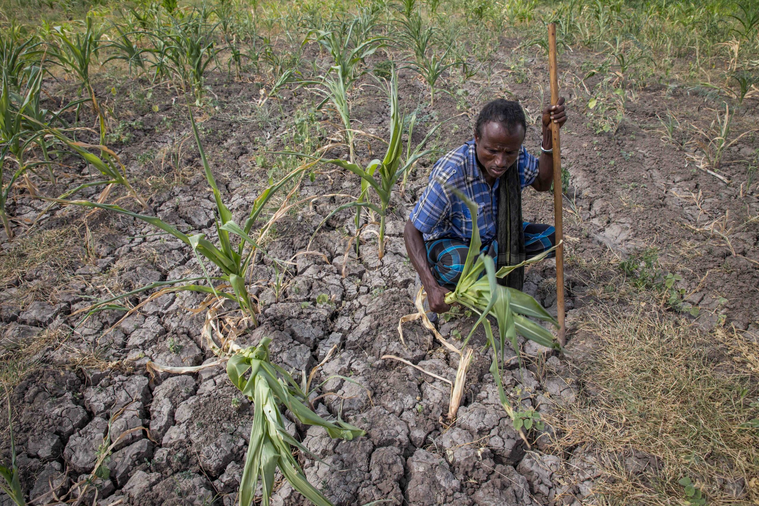 In this photo taken on Tuesday, Jan.26, 2016, a farmer shows his failed crops and farmland in the Megenta area of Afar, Ethiopia. The farmer said he has lost 100% of his crops. Morbid thoughts linger on people’s minds in the area. The crops have failed and farm animals have been dying amid severe drought that has left Ethiopia appealing for international help to feed its people. Image by AP Photo/Mulugeta Ayene.