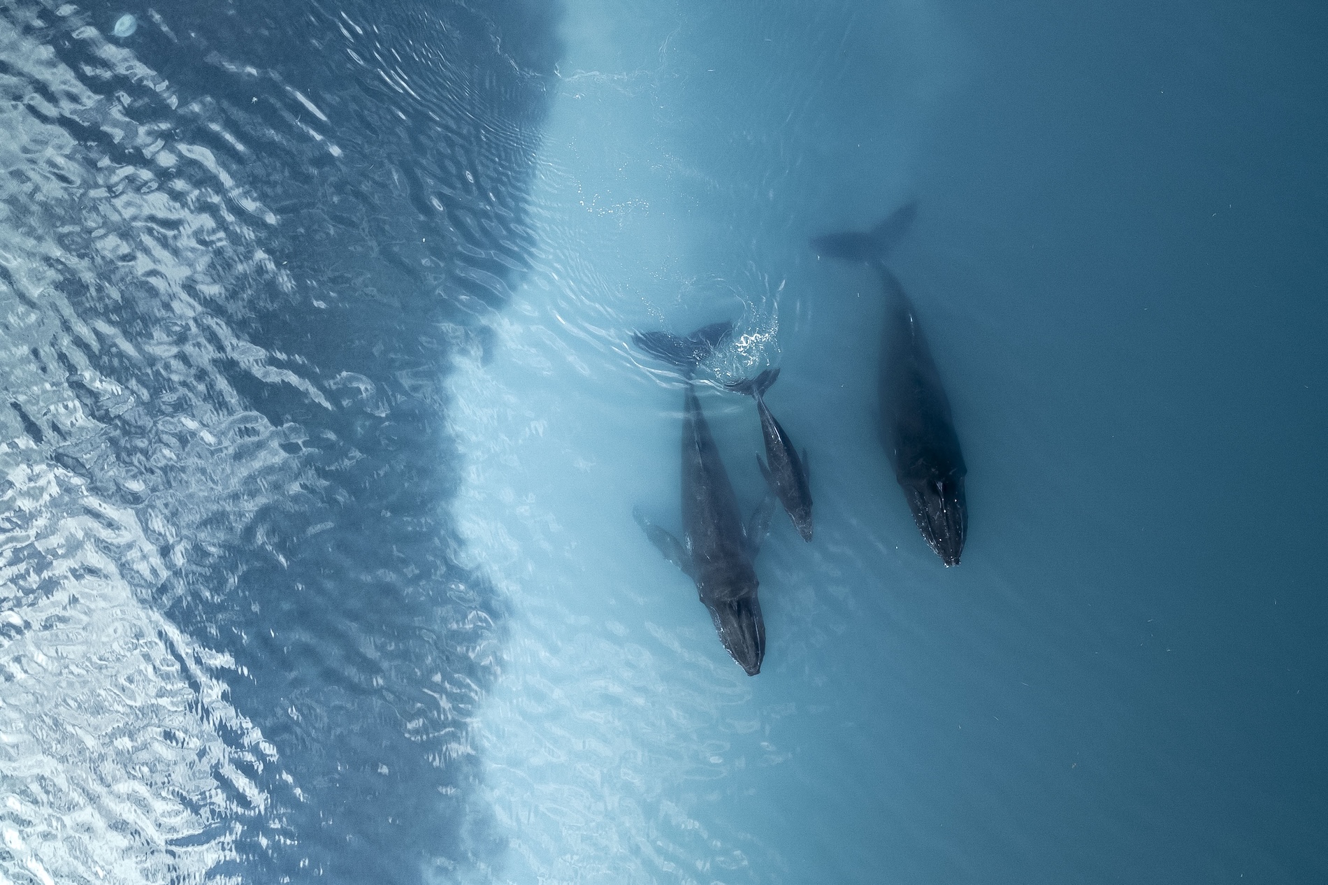 10% of the ocean is protected. Now just 20% more to go