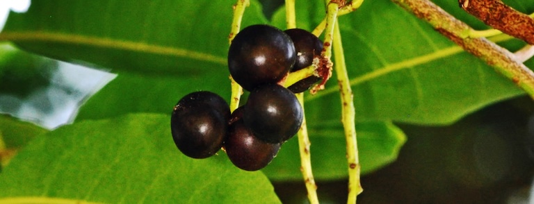 African cherry (Prunus africana). Photo courtesy of David Becking / Lowveld Botanical Gardens.