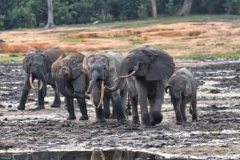Forest elephants gather in the Dzanga Bai forest clearing. According to researchers, they are drawn to mineral-rich soils, and at times, more than 200 individuals assemble here, making it one of the few places on Earth where this elusive and endangered species can be observed in large numbers. Image courtesy of Rhett Butler, Mongabay.