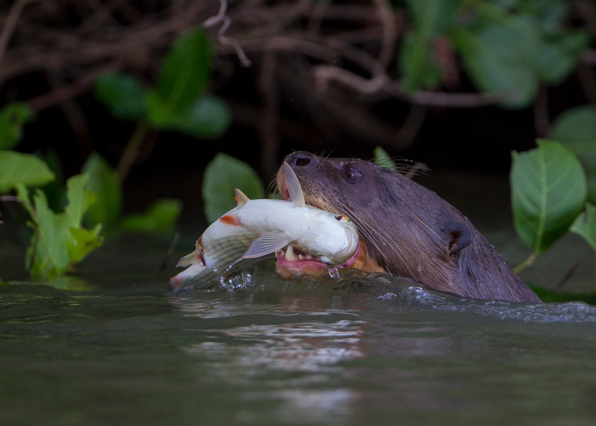 Giant otters, river sentinels, now listed as threatened…
