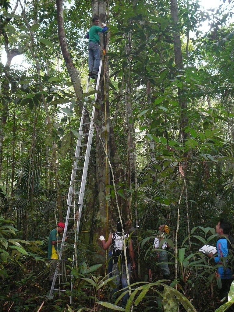 The researchers took careful measurements of palms and other tree species on a monthly basis over two decades. All transects surveyed lay in shallow water table areas — wetlands dating back millions of years. Unlike upland trees with deep water tables that were withering and dying due to severe drought, the trees in the lowland wetland forests not only survived severe droughts in 2010 and 2015-16, but they also added biomass, with the regeneration of seedlings also strong.