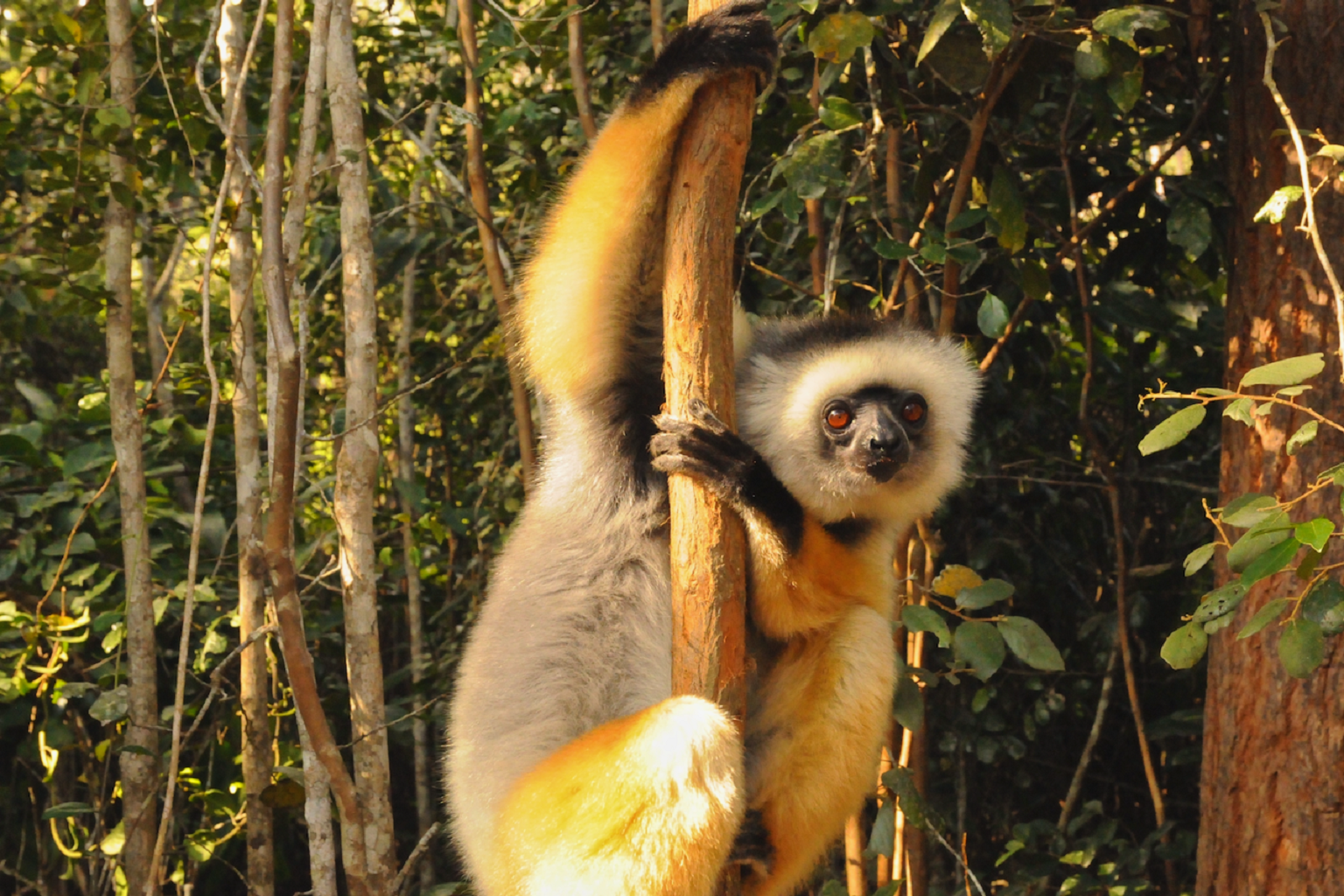 Diademed sifaka (Propithecus diadema), another critically endangered lemur species, seen in a forest near the corridor.